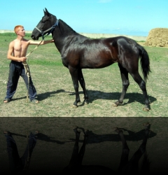 Premia 1999 (Maksut-Parfia)